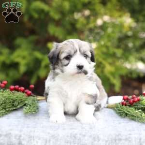 Marla, Havachon Puppy